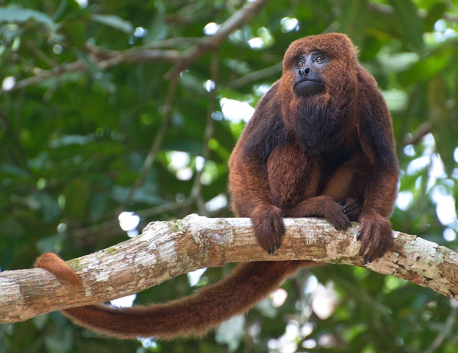 Brown Howler Monkey