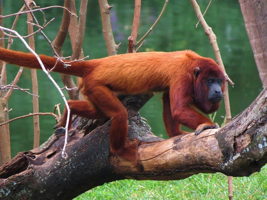 Columbian red howler monkey
