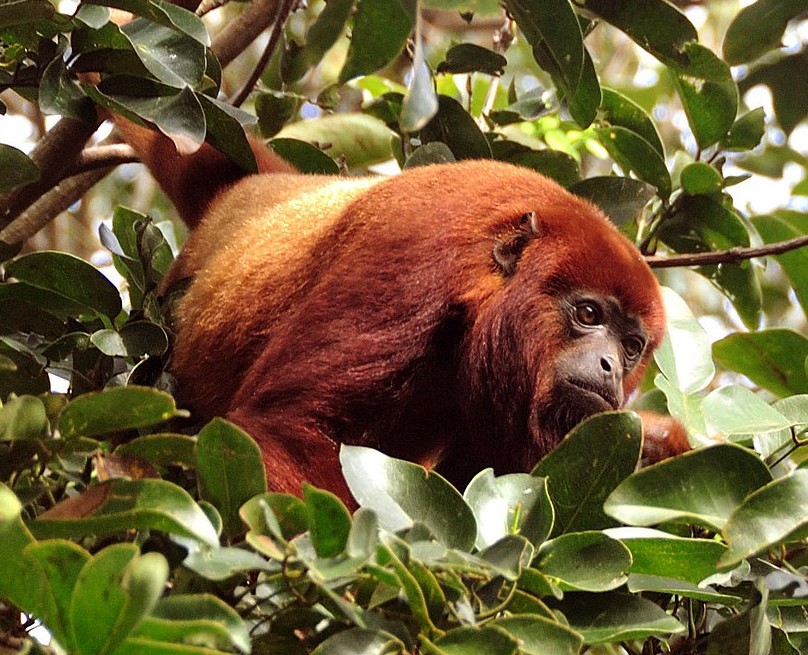 Ursine Howler monkey
