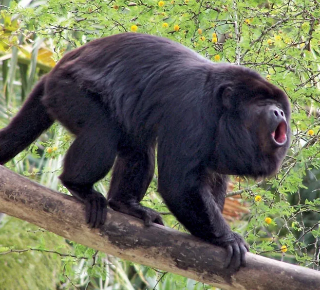 Male Black Howler Monkey